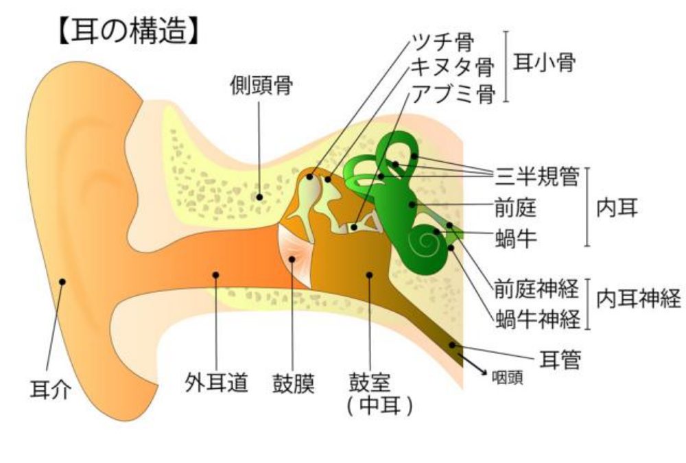 外耳の疾患