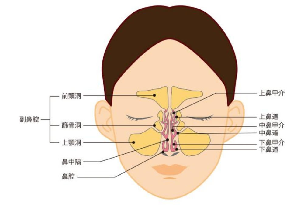 鼻の疾患