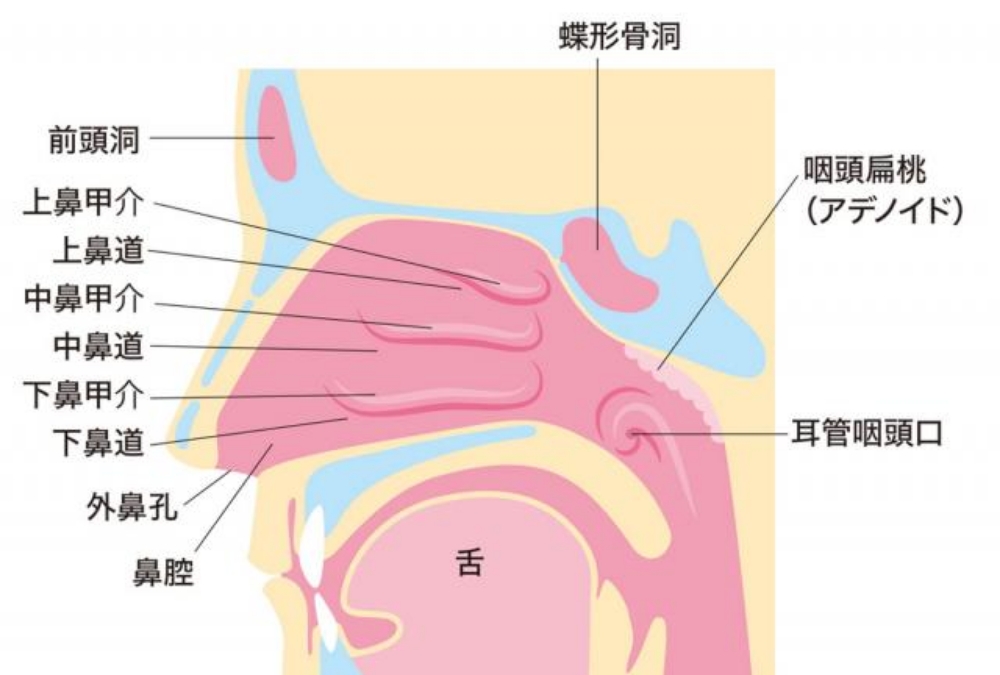喉の疾患